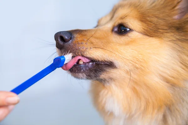 Shetland Sheepdog on a toothbrush