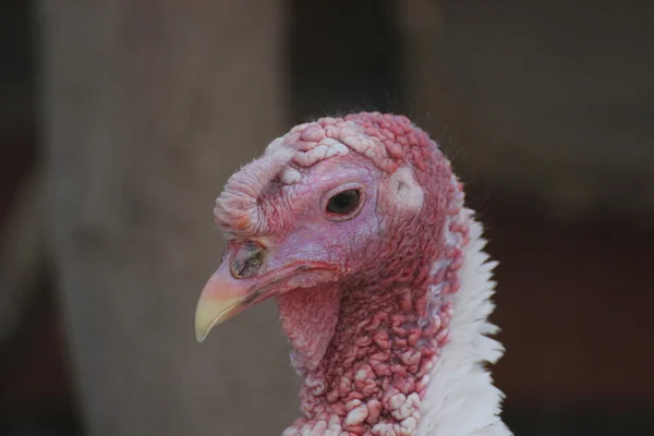 Turkey Close-Up