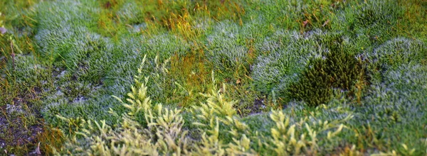 Dense moss layer with species of different shapes and colors