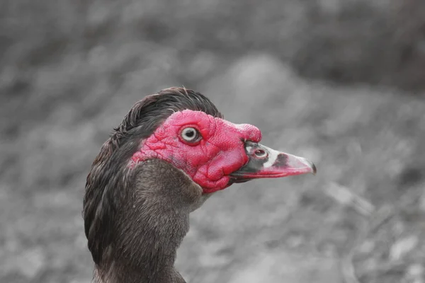 Close up of the red head of a domesticated Muscovy Duck