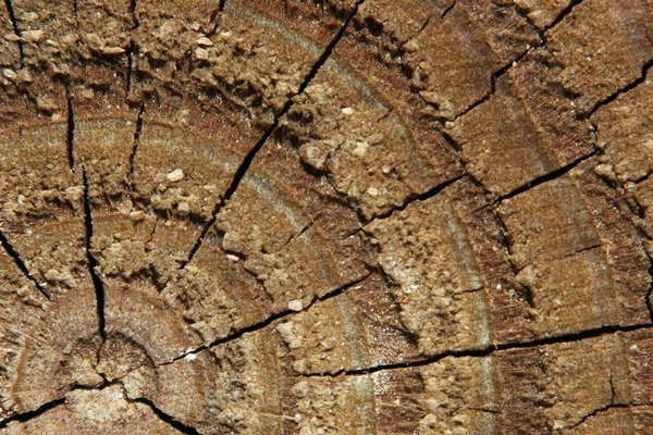 Wood cross section macro usable as background