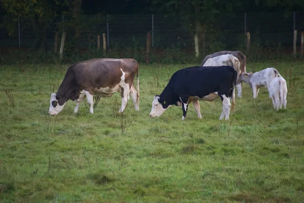 Cattle herd with old and young animals