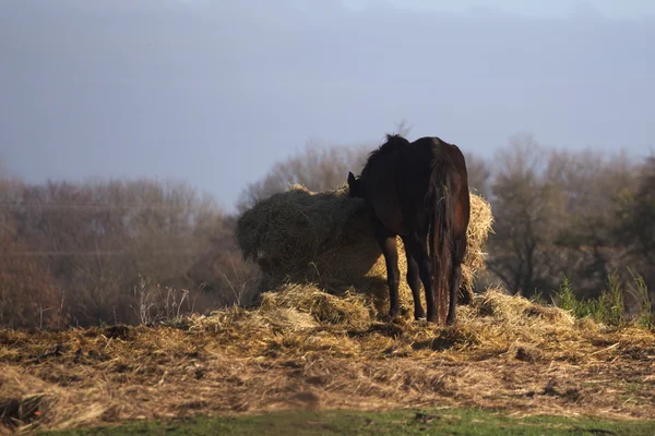 Horse Eating Straw