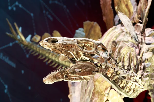 The Most Complete Stegosaurus Fossil Skeleton