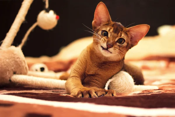 Playful abyssinian cat hunting toy mouse