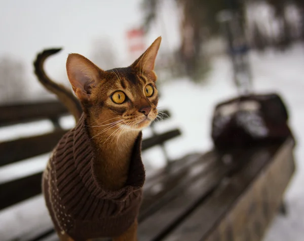 Excited abyssinian cat in winter clothes walking in winter park sitting on bench