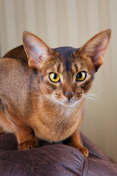 Calm purebred abyssinian cat lying on brown couch