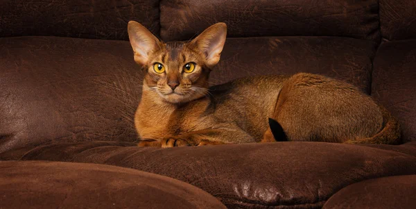 Calm purebred abyssinian cat lying on brown couch