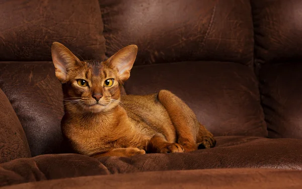 Calm purebred abyssinian cat lying on brown couch