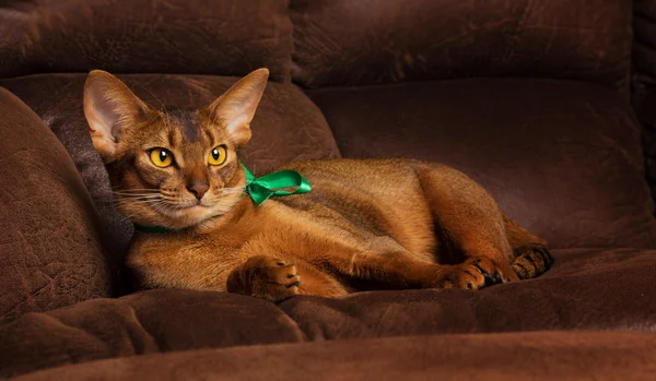 Purebred abyssinian cat lying with green collar relaxing on brown couch