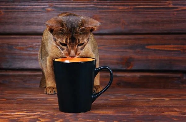 Abyssinian cat trying to drink from big black cup, pet bad behavior