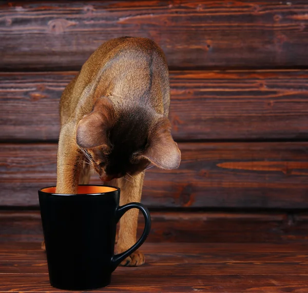 Abyssinian cat trying to drink from big black cup, pet bad behavior