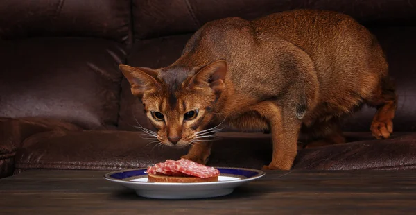 Abyssinian cat stealing meat from table, pet bad behavior
