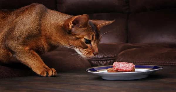 Abyssinian cat stealing meat from table, pet bad behavior