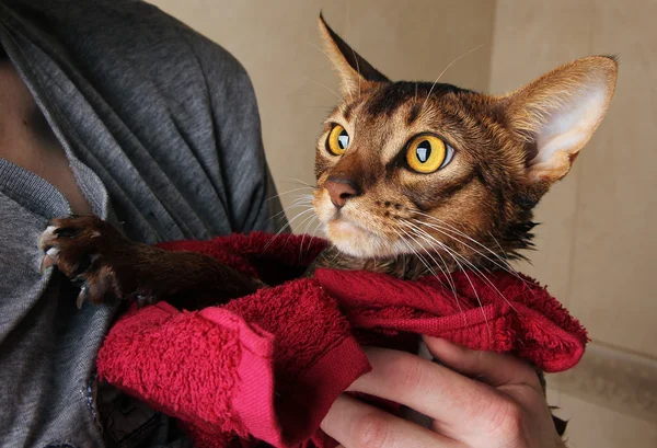 Abyssinian cat wet in red towel in master\'s hands