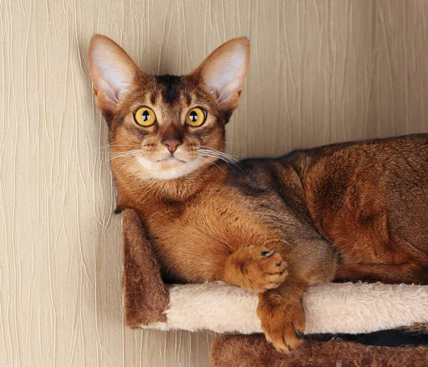 Abyssinian cat lying in cat house