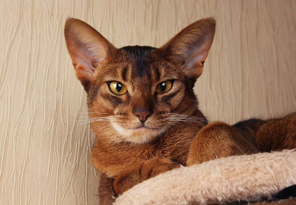 Abyssinian cat lying in cat house