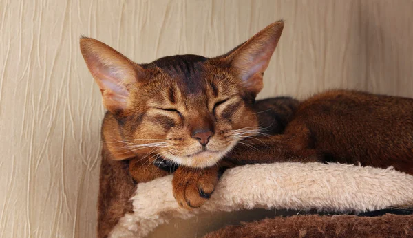 Abyssinian cat sleeping in cat house