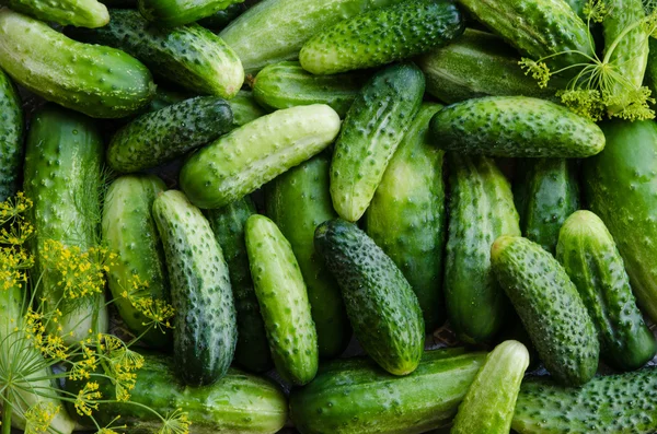 Preserving cucumbers background with dill.