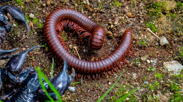 Brown centipide fights with scorpions