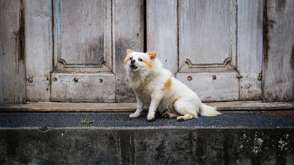 Pomeranian dog sitting in front of a wood door