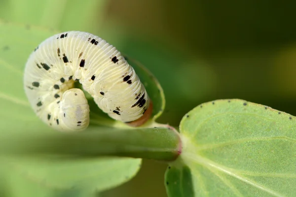 Tenthredo balteata sawfly caterpillar