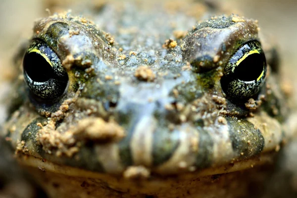 Caspian toad (Pseudepidalea variabilis) head-on on a brown field site in Baku, Azerbaijan