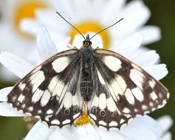 Marbled white butterfly (Melanargia galathea) at rest on daisies