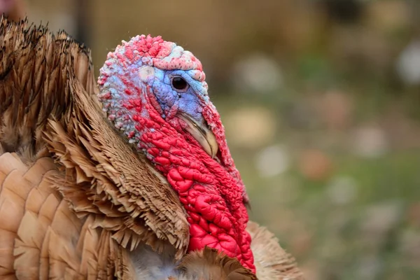 Turkey bird head profile