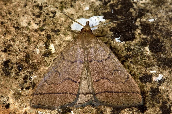 The fan-foot moth (Herminia tarsipennalis) from abovee