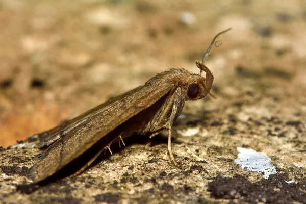 The fan-foot moth (Herminia tarsipennalis) in profile