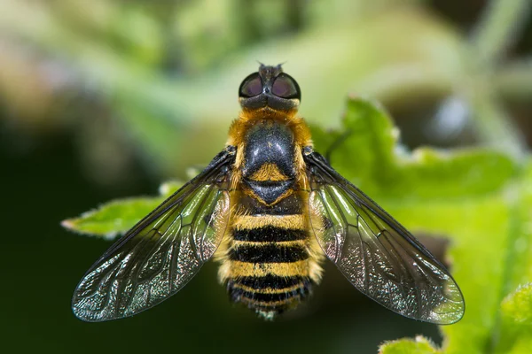 Downland villa (Villa cingulata) bee-fly from above