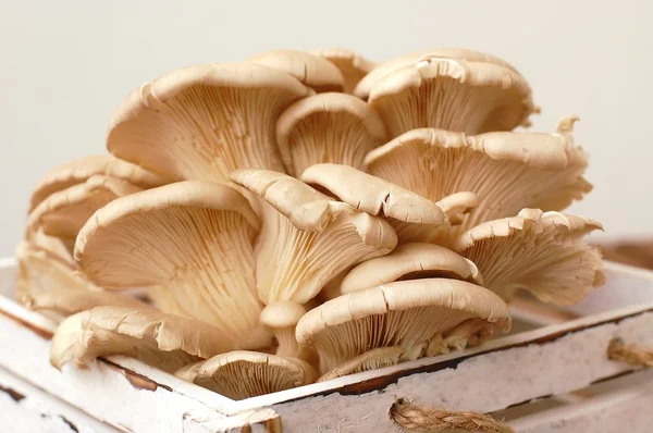 Oyster mushroom in the box on the white background