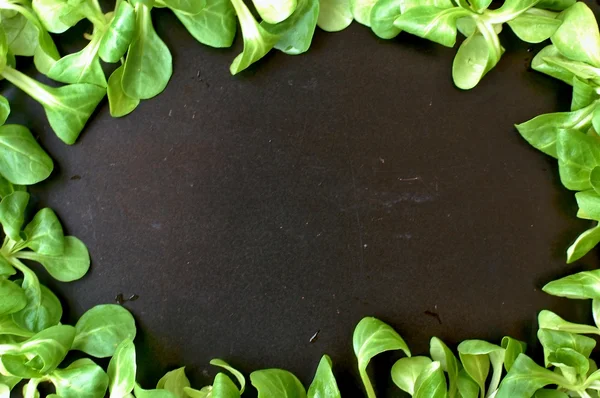 Frame from green lambs lettuce on the black background