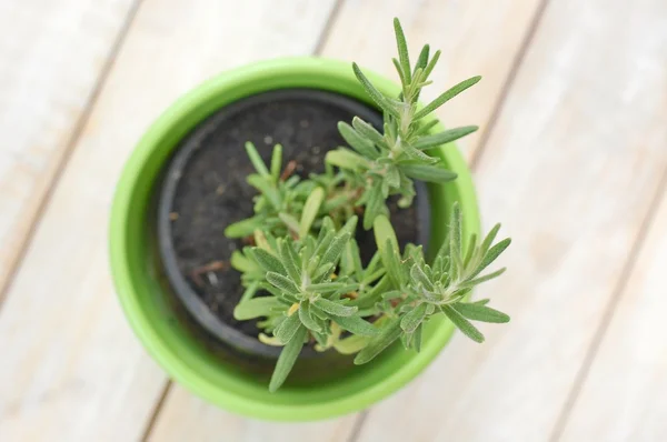 Fresh green herb rosemary in green flowerpot on white background