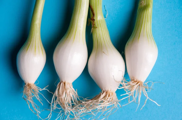 Fresh young onions with stems on a blue background from above