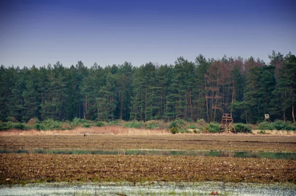 Winter or early spring landscape of field with raised hide under