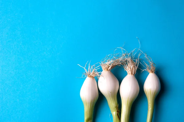 Fresh young onions with stems on a blue background from above wi