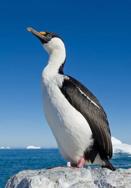 Adult imperial shag