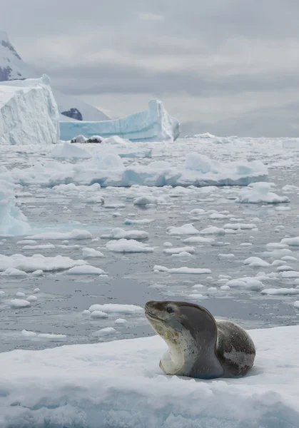 Leopard seal resting on ice floe