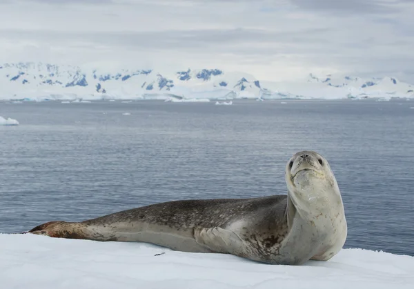 Leopard seal resting on ice floe