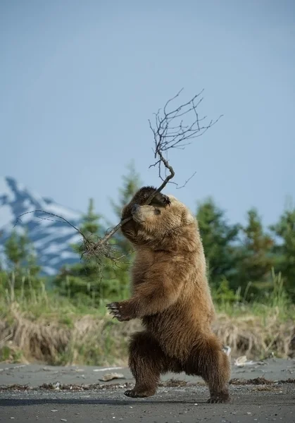 Grizzly bear playing with small tree