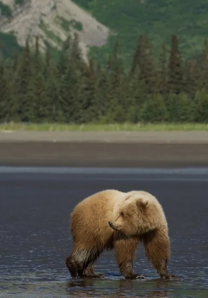 Grizzly bear walking