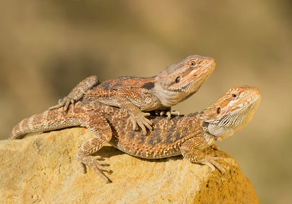 Two central bearded dragons