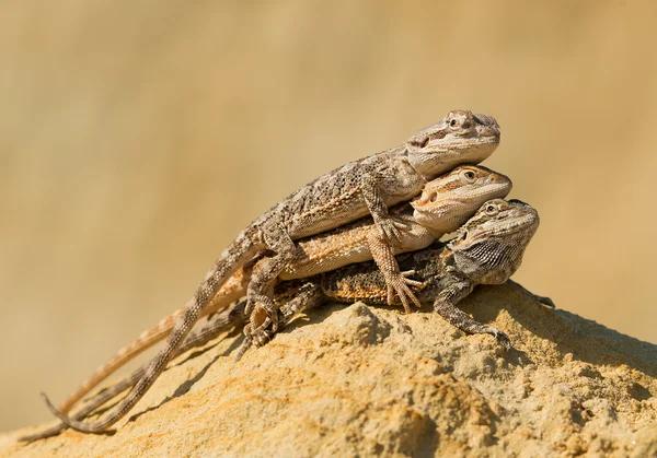 Three central bearded dragons