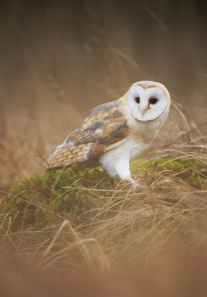 Barn owl sitting in the mossy grass