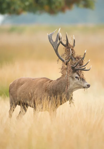 Red deer male rutting