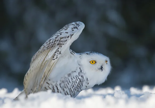 Snowy owl taking off  the snowy plain