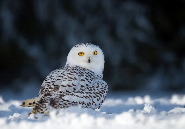 Snowy owl sitting on the snowy plain