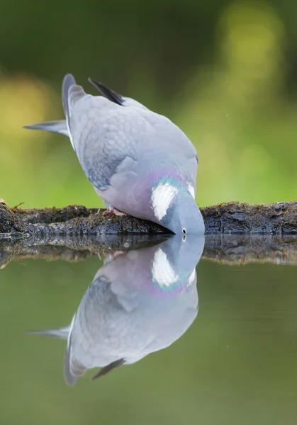 Common wood drinking from the pond